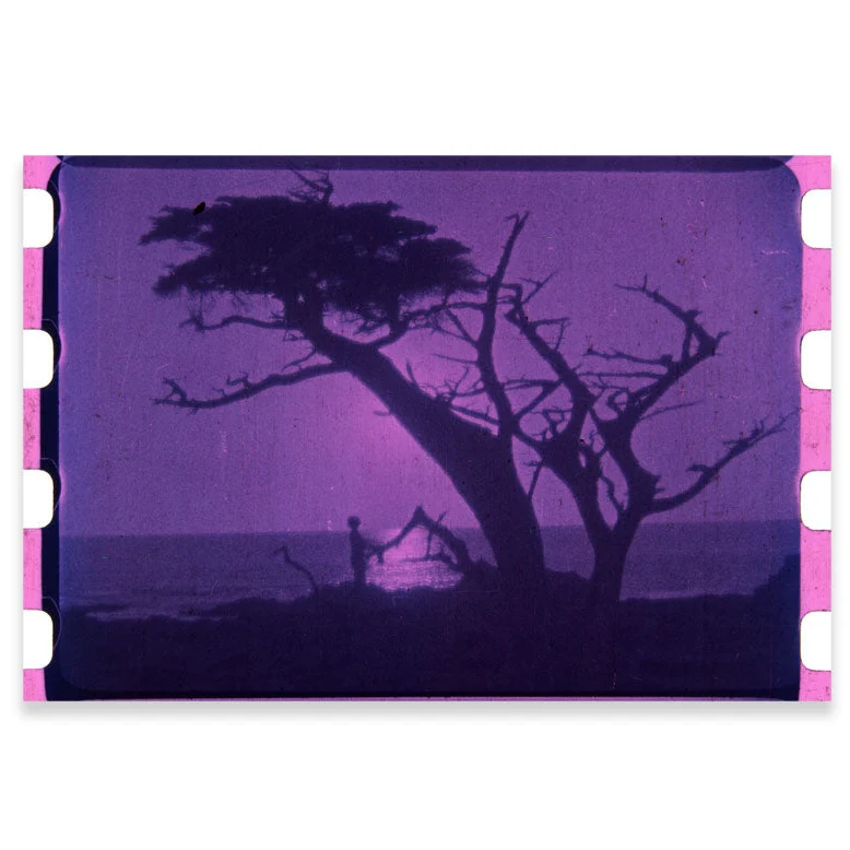SOUL OF THE CYPRESS POSTCARD